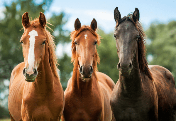 Equine Medical Urology and Nephrology (2024)