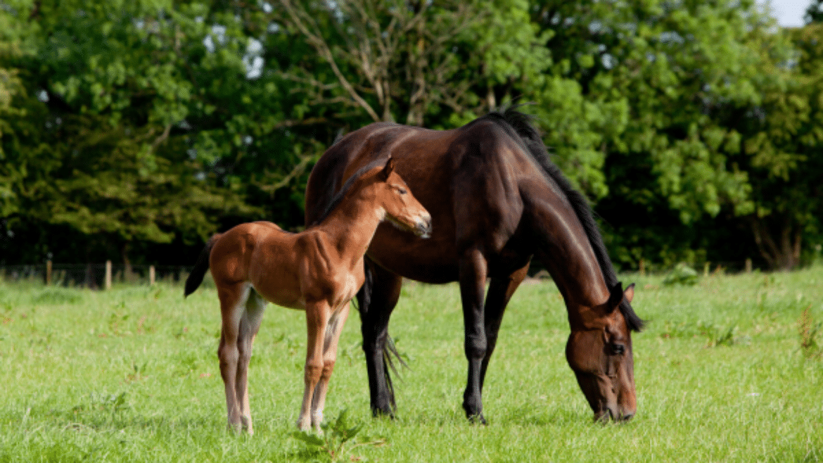 Foaling – Recognition of a difficult birth event (2023)