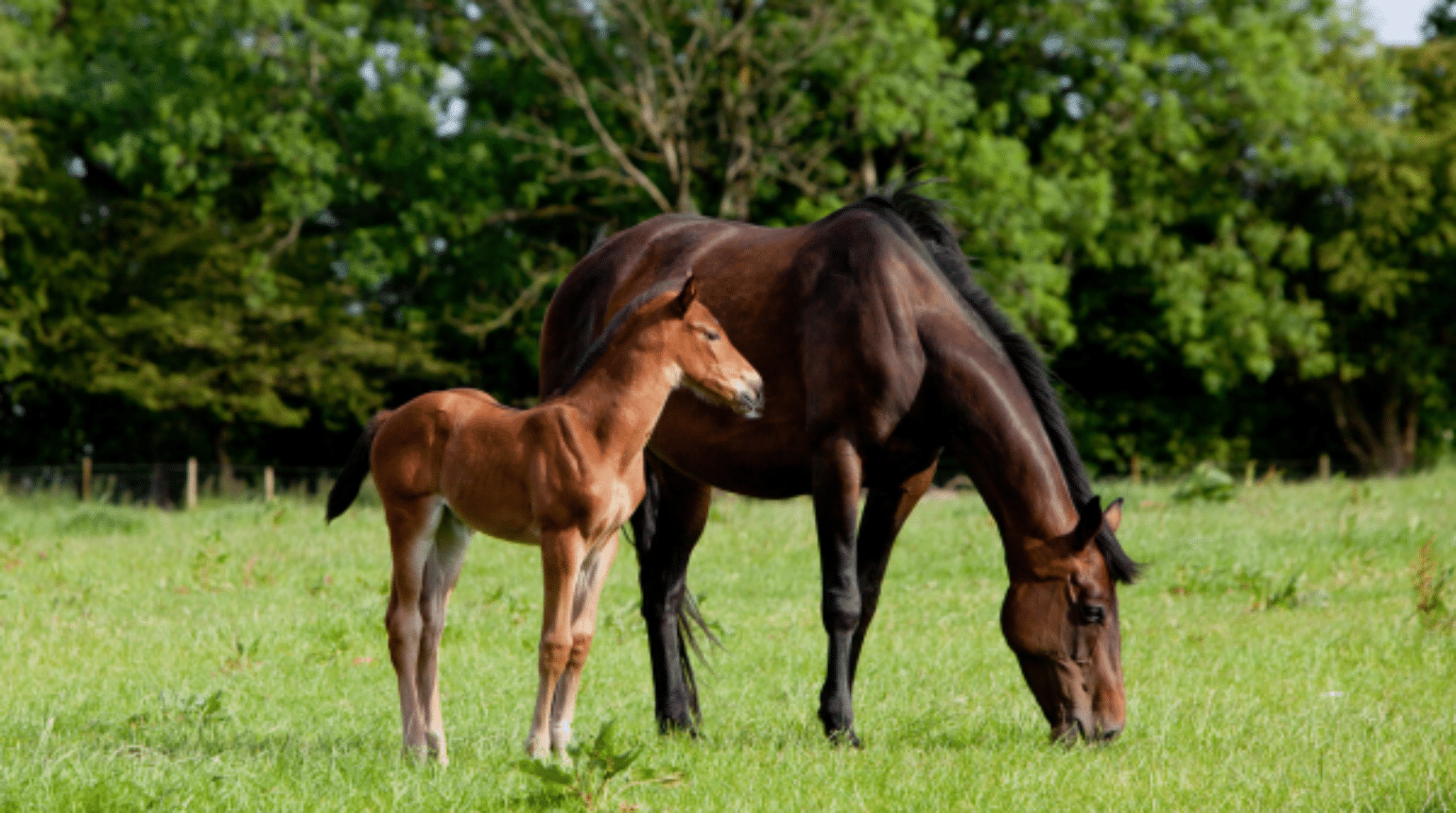 Foaling – Recognition of a difficult birth event (2023)