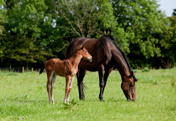 Foaling – Recognition of a difficult birth event (2023)
