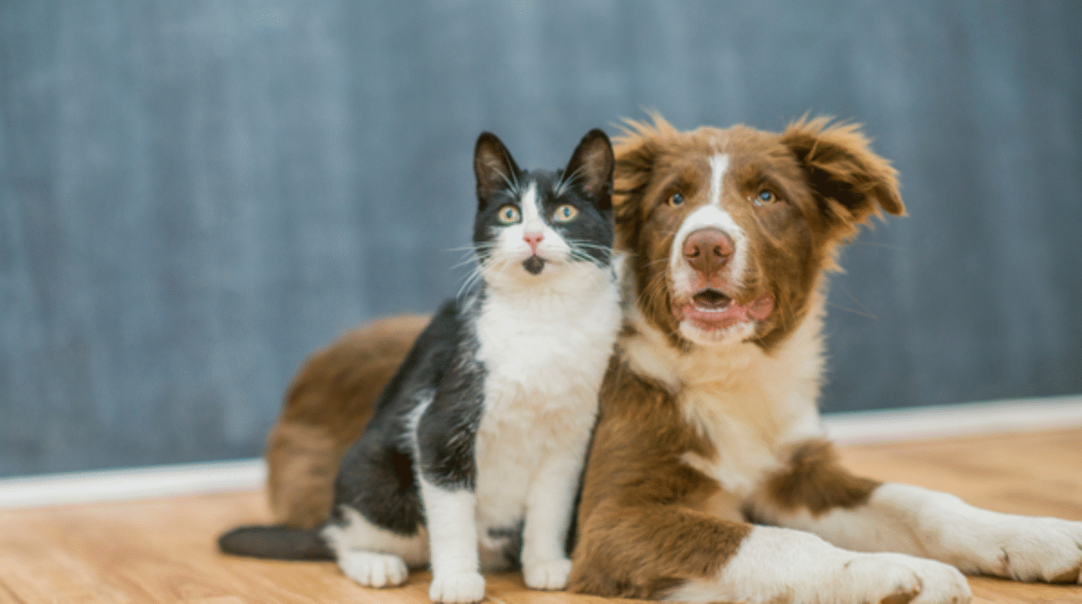 PROTECT ME 2023: how antimicrobial use guidance can help your practice! (2023)