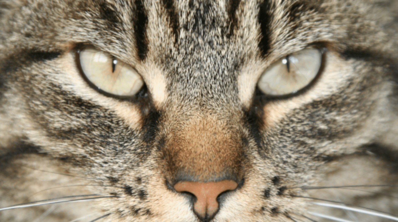 The use of gabapentin as an anxiolytic in cats (2022)