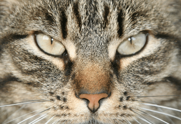 The use of gabapentin as an anxiolytic in cats (2022)