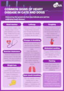 Common signs of heart disease in cats and dogs