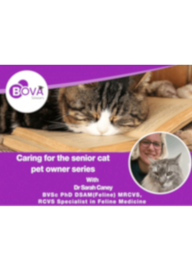 Caring for the senior cat pet owner series – Dr. Caney (2023)