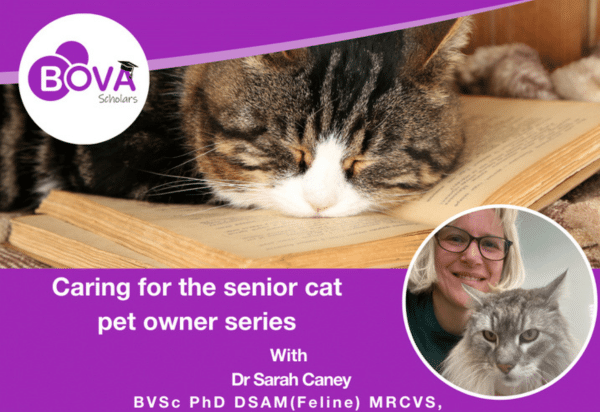caring-for-the-senior-car-pet-owner-series