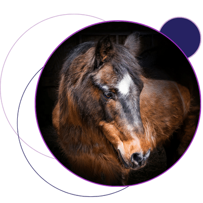 equine gastric disease