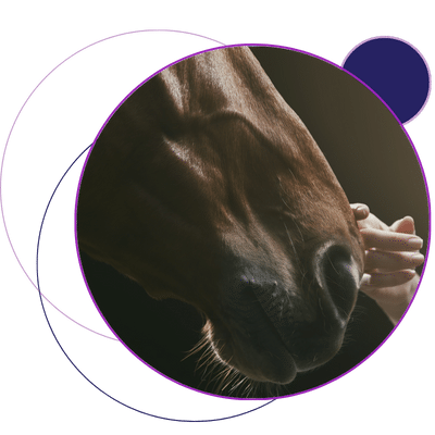 equine-squamous-and-glandular-gastric-disease-image