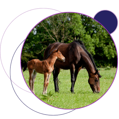 mare-and-foal