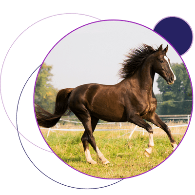 pharmacokinetics-of-doxycycline-in-the-horse-image