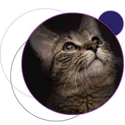 transcavitary implantation of hair in a cat