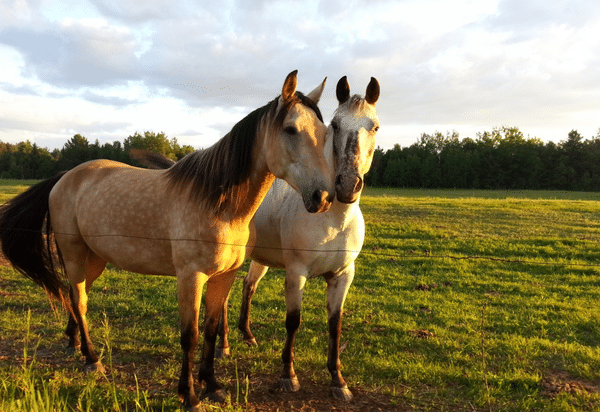 Antibiotic use in equine practice (2023)