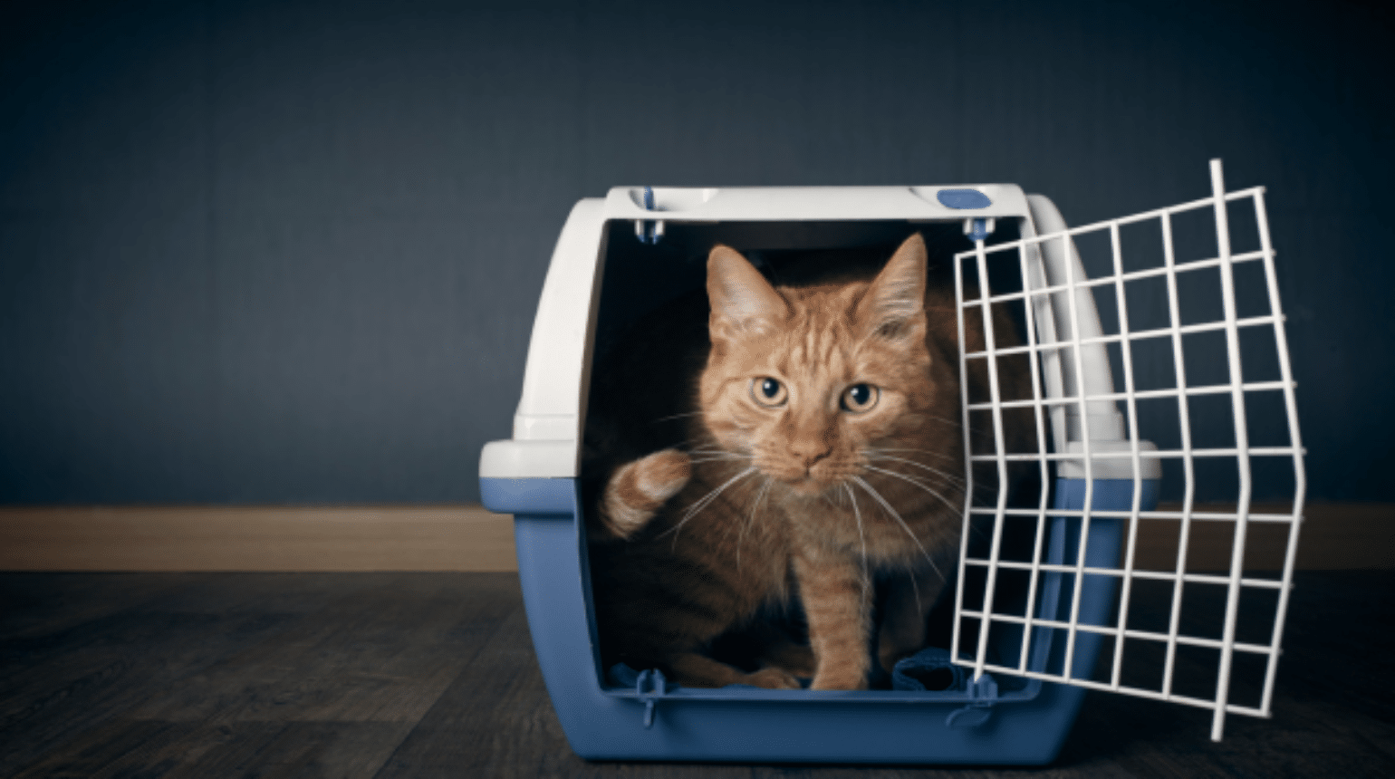 Anxiety in cats. What signs do cats show and how to help owners recognise and manage them? (2023)