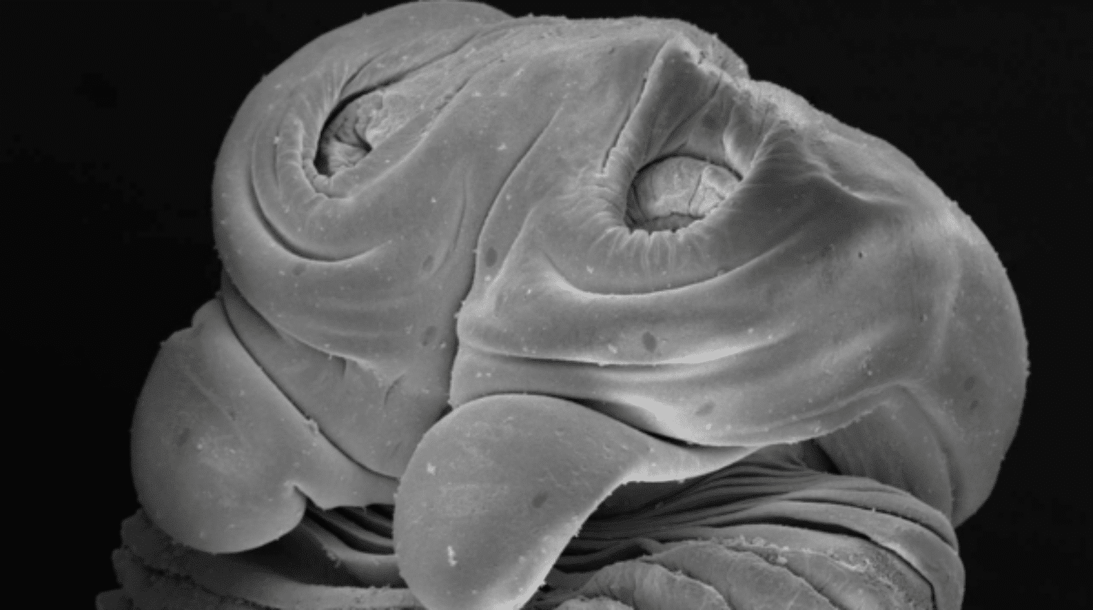 Dealing with tapeworm infections in horses in the UK (2024)