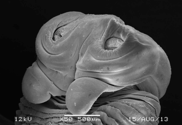 Dealing with tapeworm infections in horses in the UK (2024)