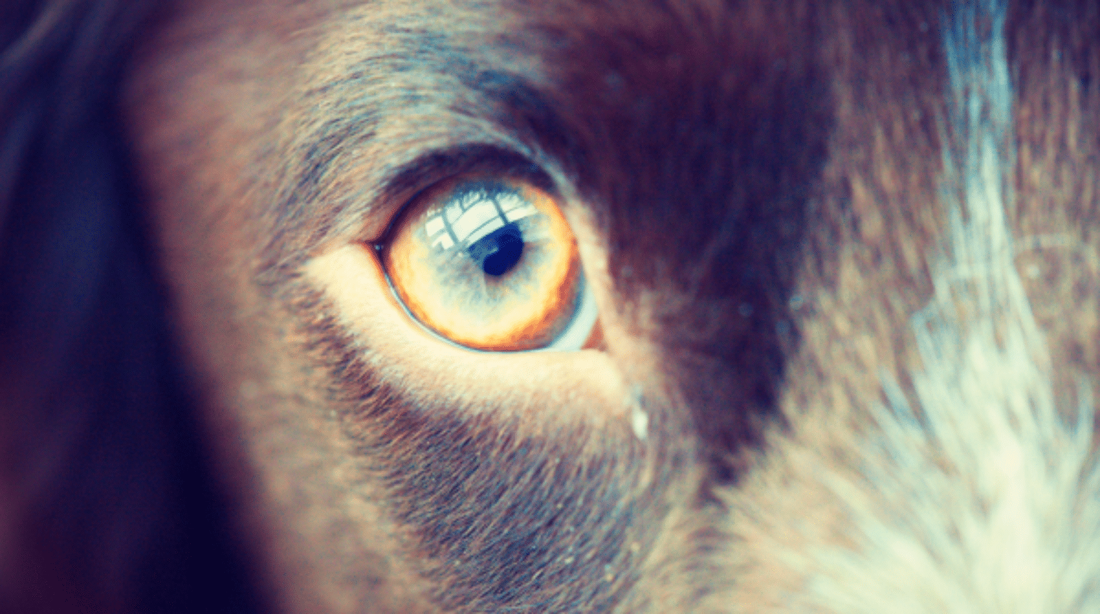 Does your canine patient have keratoconjunctivitis sicca? (2023)