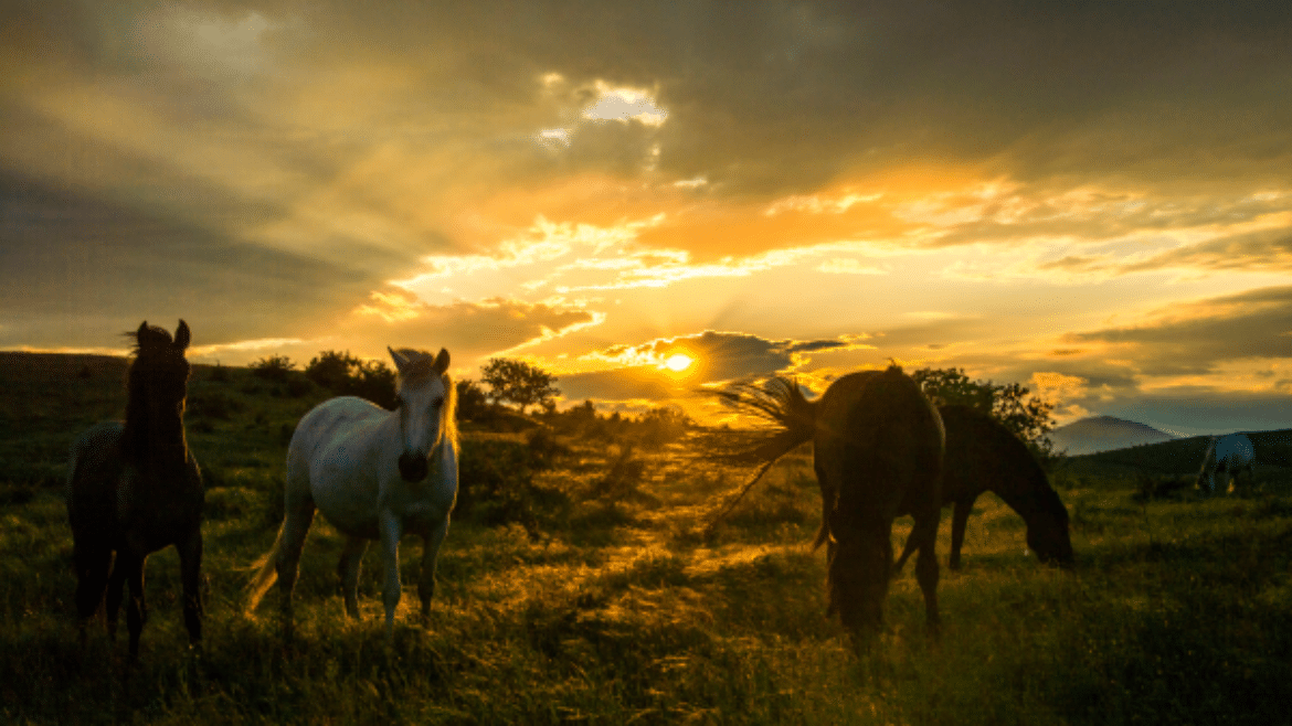 Sustainable control practices for equine tapeworm (2024)