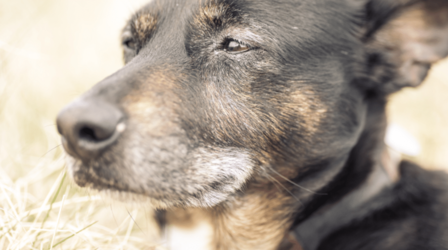 What is Stereotactic Radiation Therapy (SRT) and how can it be applied as a veterinary cancer care treatment option? (2020)