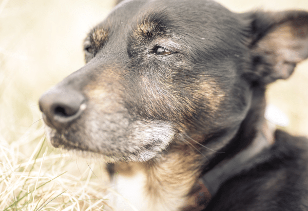 What is Stereotactic Radiation Therapy (SRT) and how can it be applied as a veterinary cancer care treatment option? (2020)