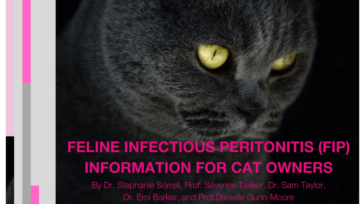 Feline Infectious Peritonitis (FIP) Information for cat owners (2024)