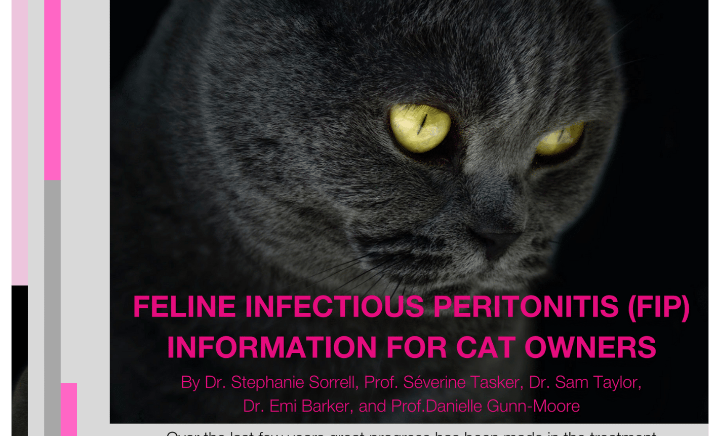 Feline Infectious Peritonitis (FIP) Information for cat owners (2024)