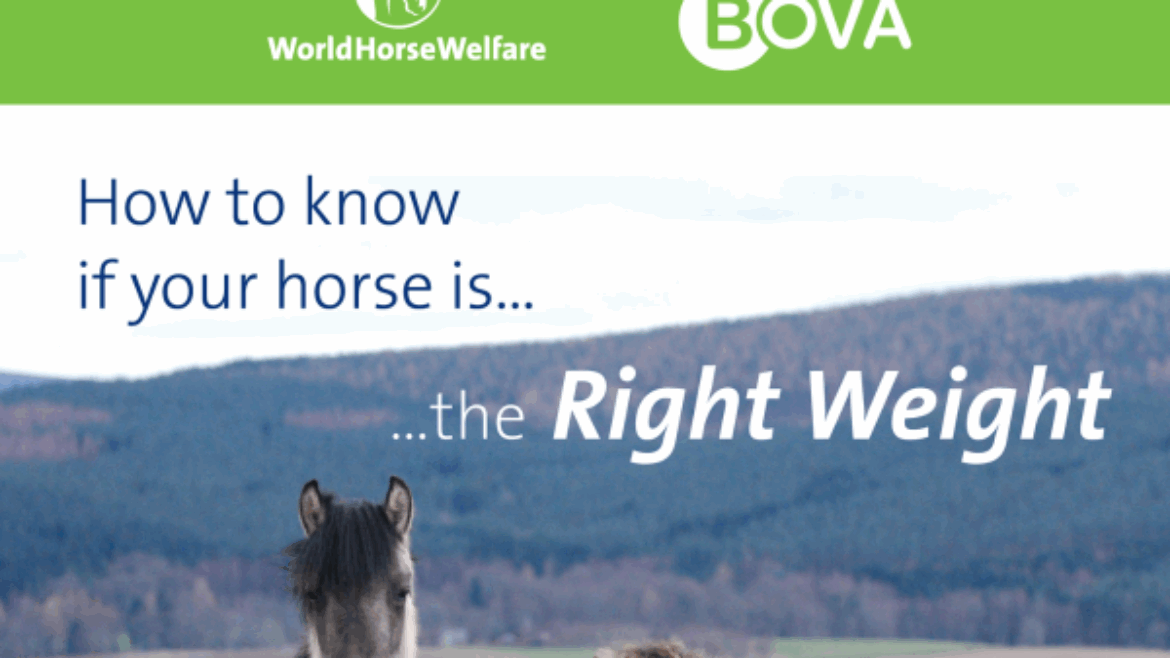 How to know your horse is the right weight?