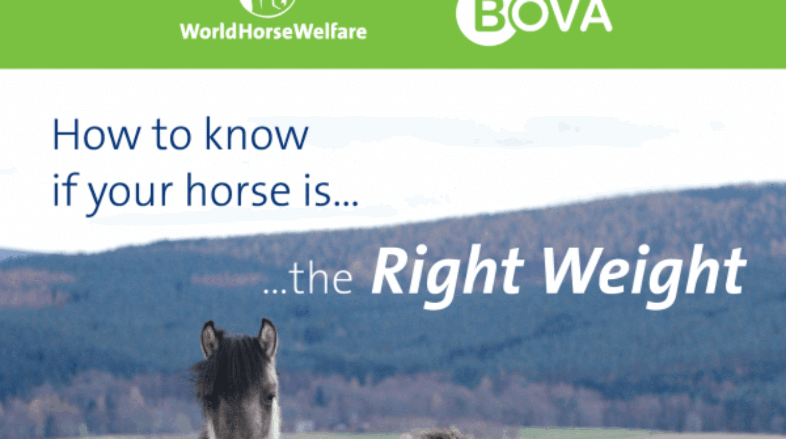 How to know your horse is the right weight?