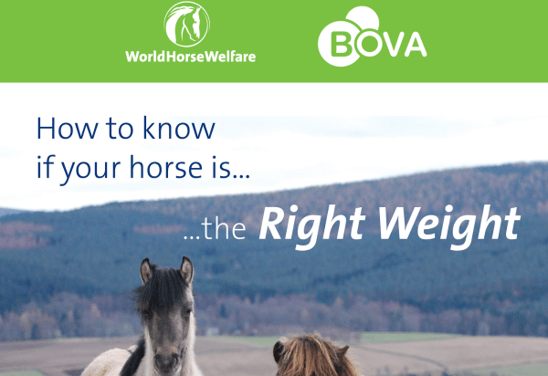 How to know your horse is the right weight