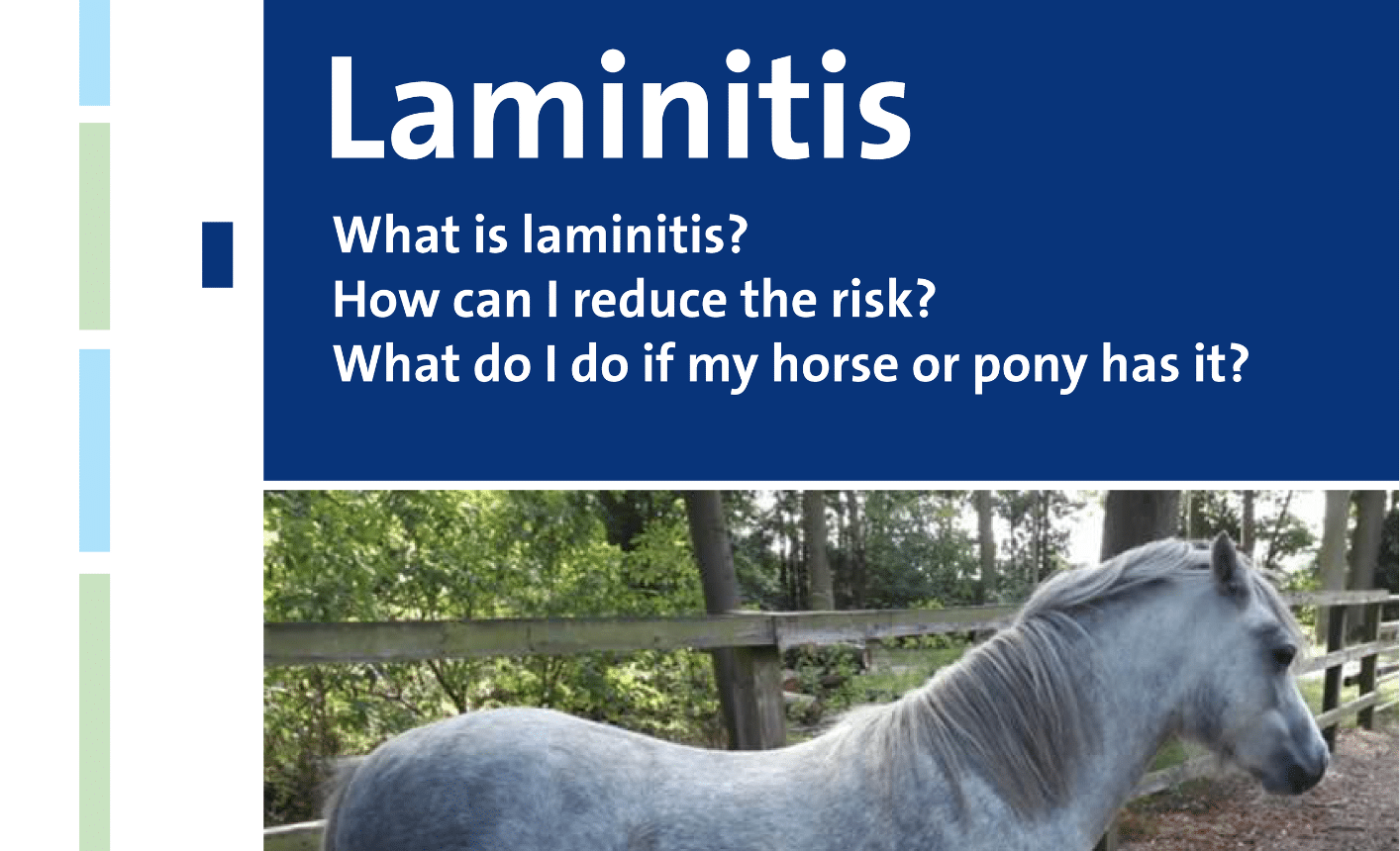 Laminitis (2024)