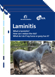 laminitis 2024