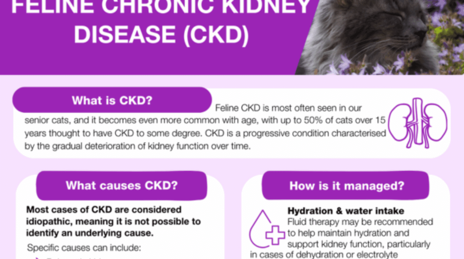 Feline Chronic Kidney Disease (CKD)