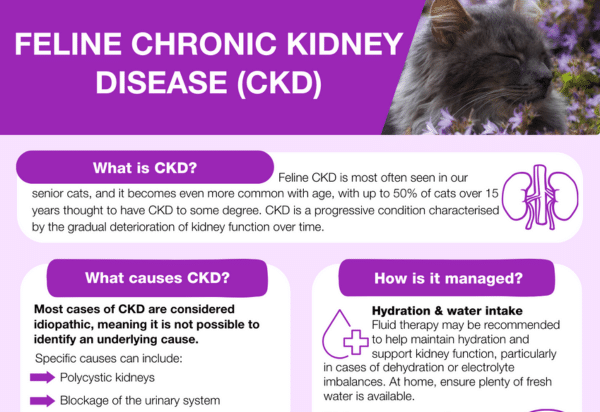 Feline Chronic Kidney Disease (CKD)