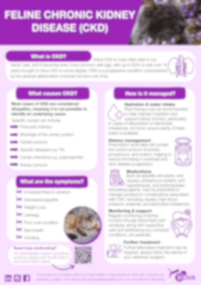 Feline Chronic Kidney Disease (CKD) – 2024