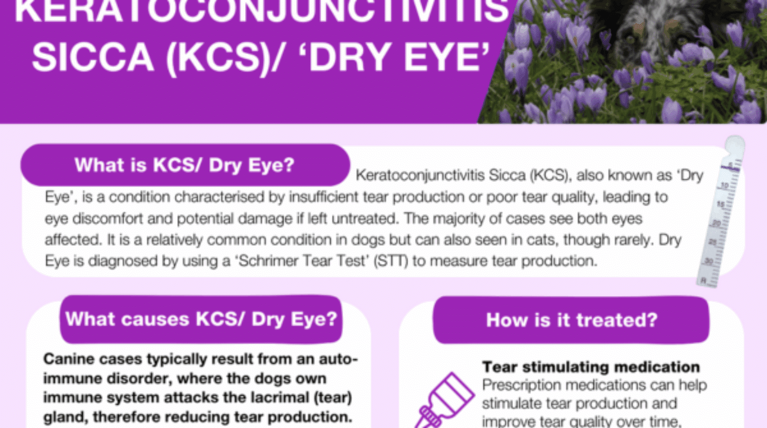 Keratoconjunctivitis Sicca in Dogs
