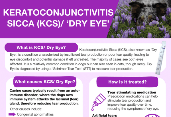 keratoconjunctivitis sicca dog