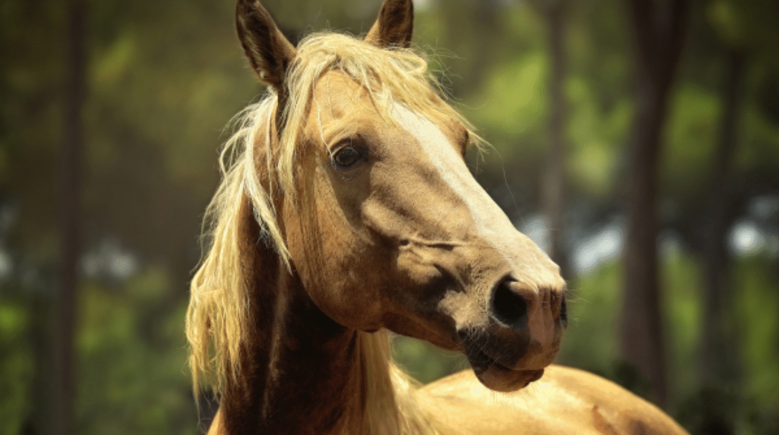 Australian guidelines for equine internal parasite management (2024)