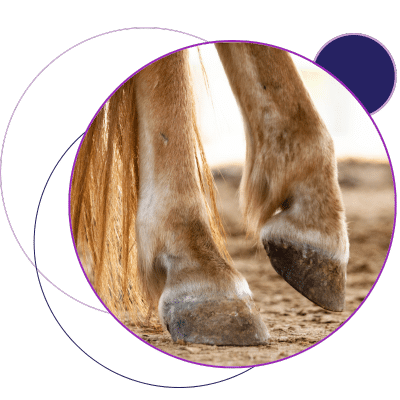 two horse hooves