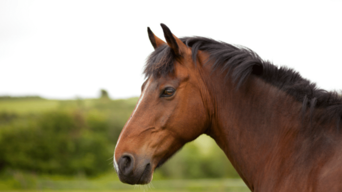 The horses are the easy bit (2024)