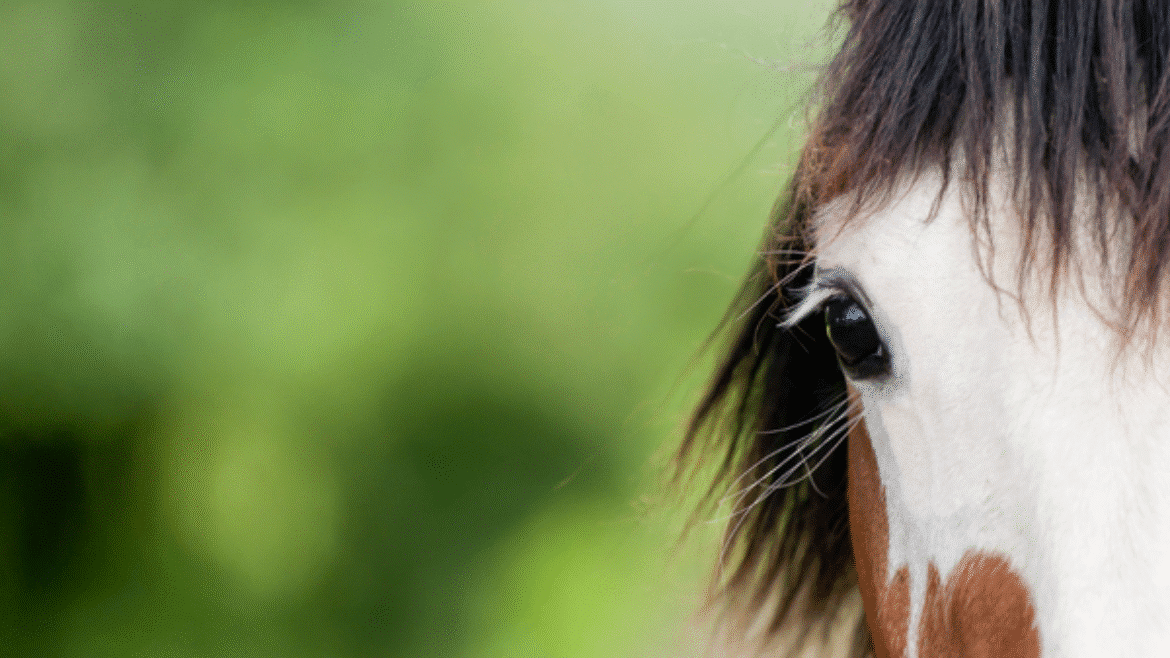 The state of equine imaging in 2024 (2024)