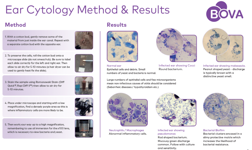 ear cytology feature image