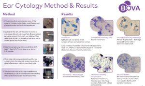 ear cytology feature image