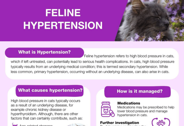 Feline Hypertension