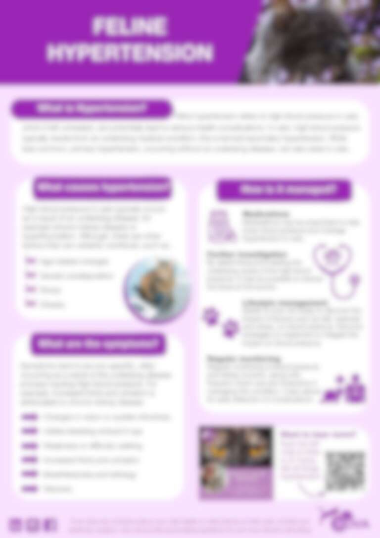 feline hypertension useful flyer download