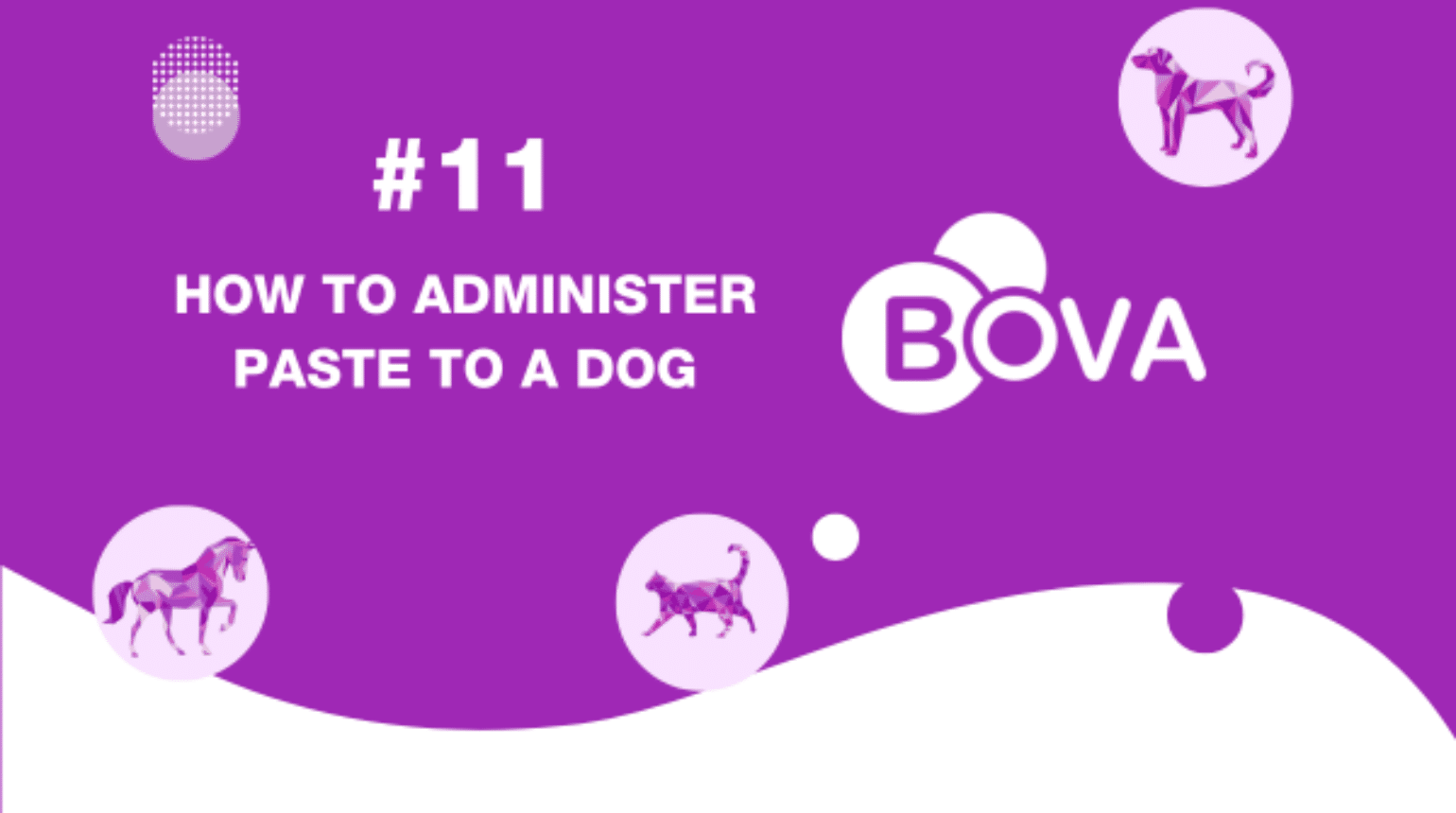 #11 How to administer paste to a dog