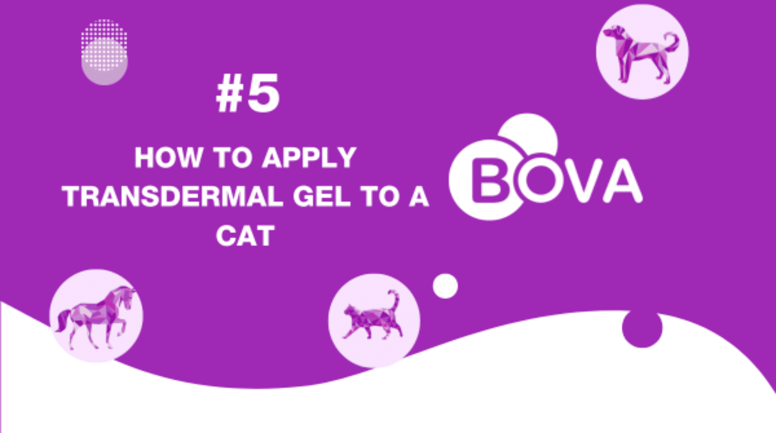 #5 How to apply transdermal gel to a cat