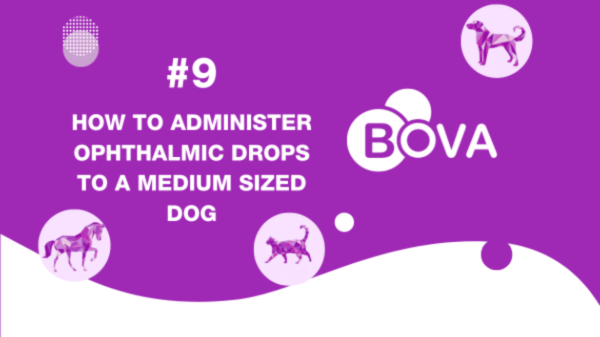 #9 How to administer ophthalmic drops to a medium sized dog