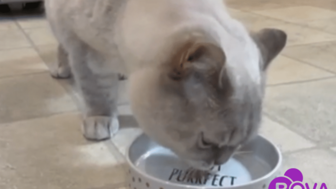 Cat taking oral paste medication