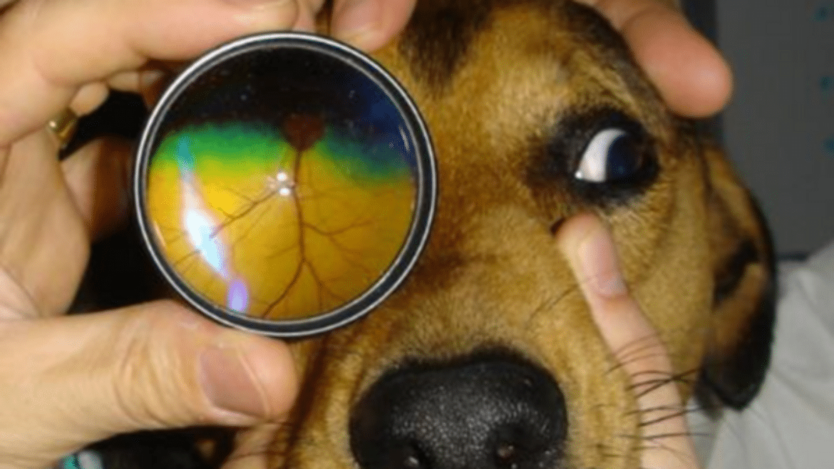 Fun with the Fundus – How to examine the retina (2024)