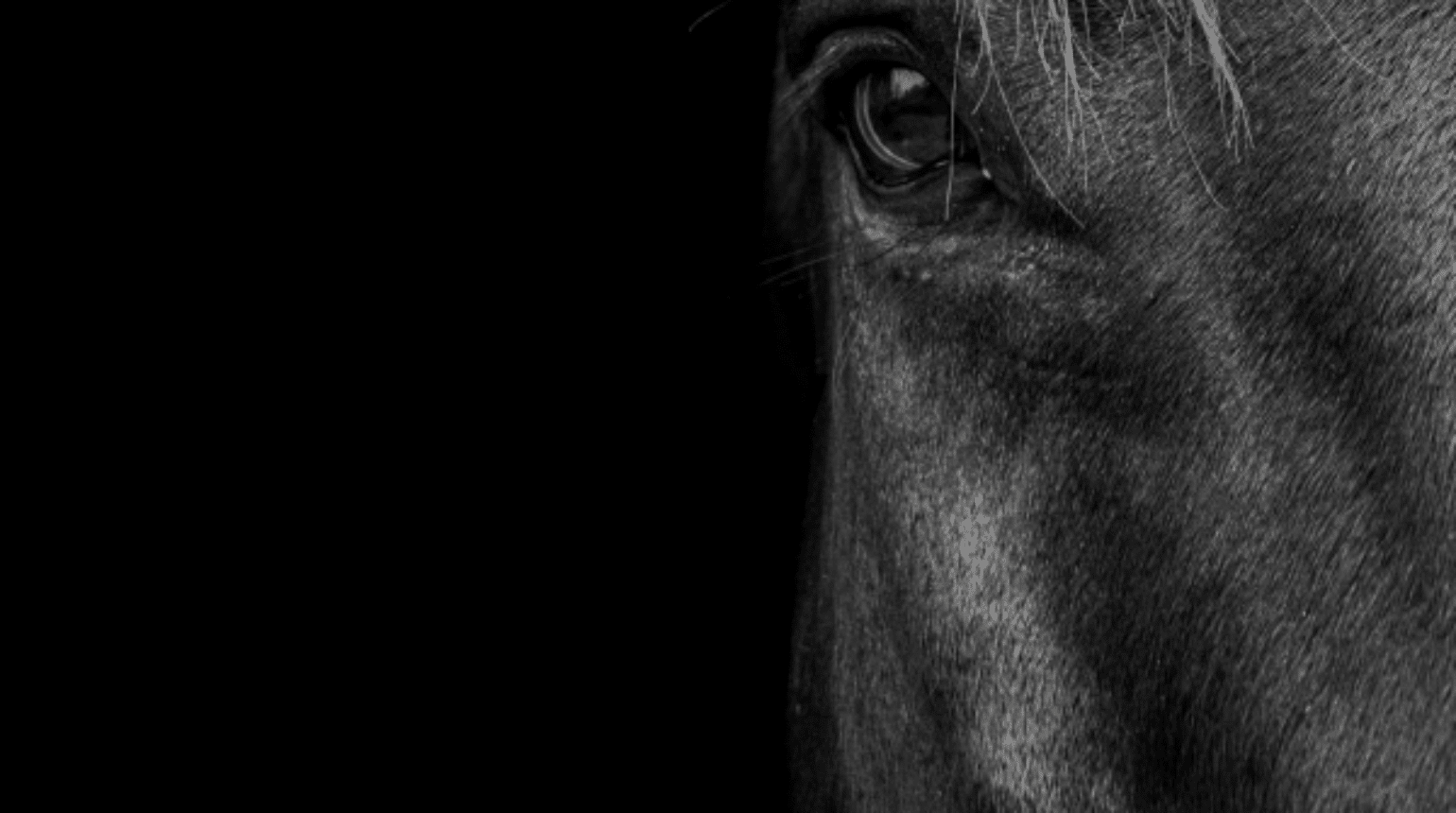 Diagnosis, intervention & the spectrum of analgesia in management of laminitis (2023)