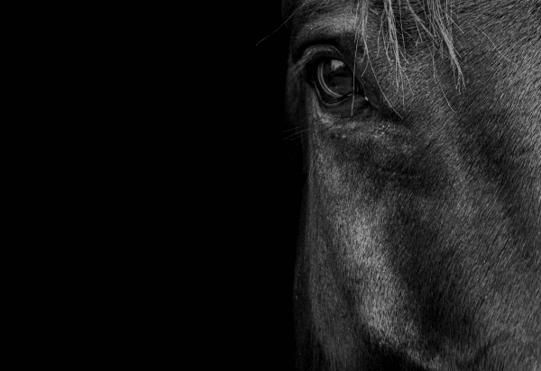 Diagnosis, intervention & the spectrum of analgesia in management of laminitis (2023)